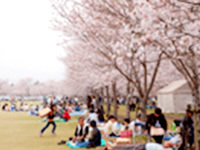 忠元公園桜まつり(伊佐市大口原田)